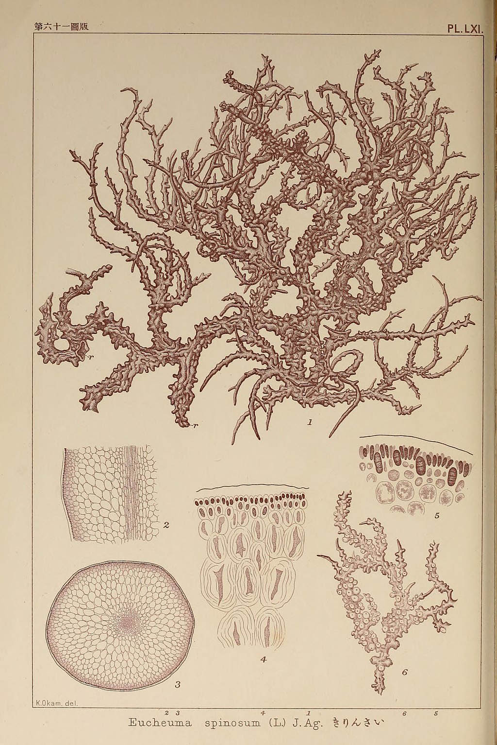 Icones of Japanese algae. v.2.Tokyo,Kazamashobo[1907-1942].http://biodiversitylibrary.org/item/16617