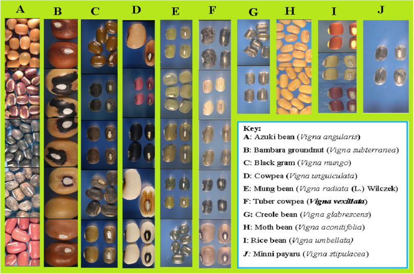 Variedad morfológica de las semillas de especies domesticadas de Vigna